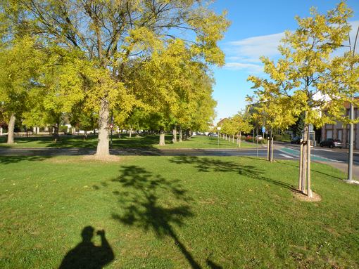  pelouse, terre plein central, avenue des sapins